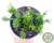 RHIPSALIS MESEMBRYANTHEMOIDES POTE 11 - comprar online