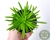 SUCULENTA SENECIO VERDE POTE 7 - comprar online