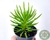 SUCULENTA SENECIO VERDE POTE 7
