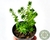 SUCULENTA CRASSULA TETRAGONA CONNIVENS POTE 7