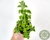 PLECTRANTHUS SOCOTRANUS POTE 7