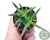 CRASSULA SARCOCAULIS POTE 6 - comprar online