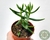 CRASSULA SARCOCAULIS POTE 6