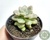 SUCULENTA GRAPTOPETALUM MENDONZAE POTE 7 na internet