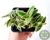 CYANOTIS SOMALENSIS POTE 7
