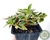 CYANOTIS SOMALENSIS POTE 7 - comprar online