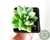 SUCULENTA SEDUM TRELEASEI POTE 7 - Paraíso das Suculentas I As mais lindas suculentas para sua coleção!