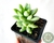 SUCULENTA SEDUM TRELEASEI POTE 7 na internet