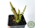 CRASSULA CAPITELLA SSP THYRSIFLORA "CASTELINHO CHINÊS" POTE 7 - comprar online