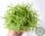 SEDUM LINEARE VARIEGATA POTE 7 - Paraíso das Suculentas I As mais lindas suculentas para sua coleção!