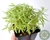 SEDUM LINEARE VARIEGATA POTE 7 na internet
