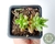 SUCULENTA SEDUM AURORA POTE 7 - comprar online