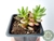 SUCULENTA SEDUM AURORA POTE 7