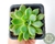 SUCULENTA ECHEVERIA PAMPA POTE 7 - comprar online