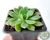 SUCULENTA ECHEVERIA PAMPA POTE 7