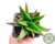 SUCULENTA ALWORTHIA BLACK GEM POTE 7