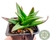 SUCULENTA ALWORTHIA BLACK GEM POTE 7 - comprar online