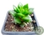 SUCULENTA ANACAMPSEROS FILAMENTOSA POTE 7