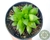HAWORTHIA RETUSA MULTILINEATA POTE 11 - comprar online
