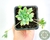 SUCULENTA GRAPTOPETALUM MACDOUGALLI POTE 7
