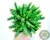 SUCULENTA HUERNIA TABARORBEA POTE 7 - comprar online