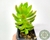 SUCULENTA SEDUM ADOLPHII "GOLDEN GLOW" POTE 7