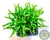 SUCULENTA RHIPSALIS CEREUSCULA POTE 7 - comprar online