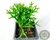 SUCULENTA RHIPSALIS CEREUSCULA POTE 7