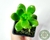 SUCULENTA SEDUM LUCIDUM OBESUM POTE 7