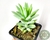 SUCULENTA SEDUM NICAEENSE POTE 7