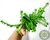 SUCULENTA CRASSULA TETRAGONA CONNIVENS POTE 7 - Paraíso das Suculentas I As mais lindas suculentas para sua coleção!