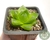 SUCULENTA HAWORTHIA CYMBIFORMIS POTE 7 na internet