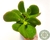CRASSULA OVATA "JADE" POTE 7 - comprar online
