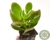 CRASSULA OVATA "JADE" POTE 7