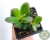 CRASSULA OVATA "MINI JADE" POTE 7