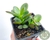 CRASSULA OVATA "MINI JADE" POTE 7 - comprar online