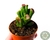 SUCULENTA CRASSULA OVATA GOLLUM "ORELHA DE SCHRECK" POTE 6 - comprar online