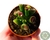 SUCULENTA CRASSULA OVATA GOLLUM "ORELHA DE SCHRECK" POTE 6