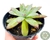 SUCULENTA ECHEVERIA COLORATA VAR. BRANDTII POTE 11 na internet