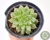 SUCULENTA GRAPTOVERIA SILVER STAR POTE 11 - comprar online