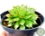 SUCULENTA GRAPTOVERIA SILVER STAR POTE 11