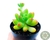 SUCULENTA SEDUM PACHYPHYLLUM POTE 6 - comprar online