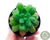 SUCULENTA ECHEVERIA SPECTABILIS SSP POTE 6