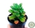 SUCULENTA ECHEVERIA SPECTABILIS SSP POTE 6 - comprar online