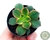 SUCULENTA AEONIUM KIWI POTE 6 - comprar online