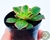 SUCULENTA AEONIUM KIWI POTE 6 na internet