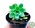 SEDUM PALMERII MINOR POTE 6 - Paraíso das Suculentas I As mais lindas suculentas para sua coleção!