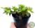 SUCULENTA CRASSULA VOLKENSI "COLCHÃO DE NOIVA" POTE 6 - comprar online