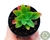 SUCULENTA SEDUM PALMERII POTE 6