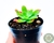 SUCULENTA SEDUM PALMERII POTE 6 - comprar online